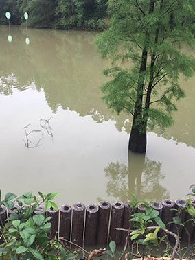 肇庆星湖风景名胜区基础设施升级改造及配套工程：φ200*50仿木纹桩施工1500米