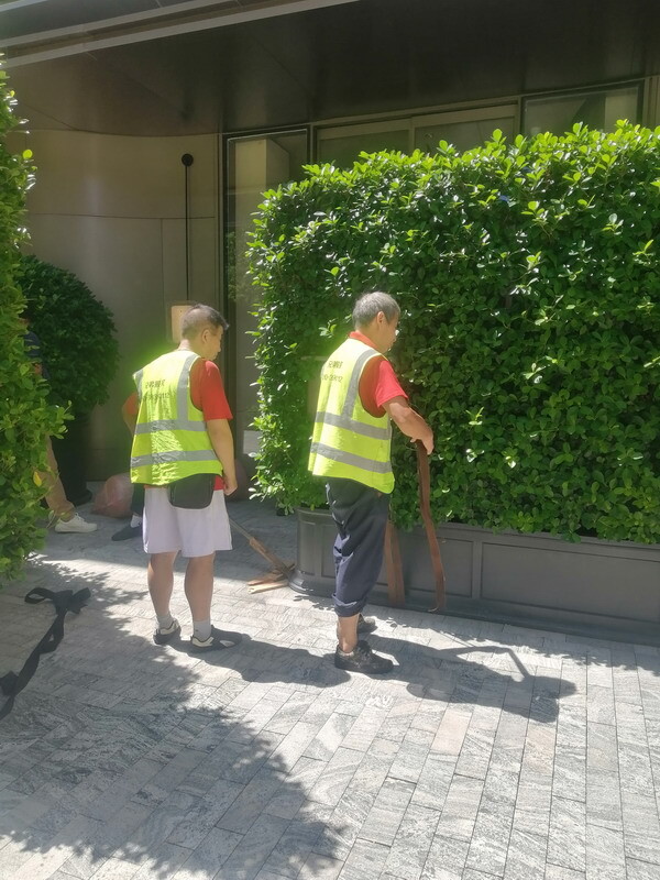 花木移位搬迁